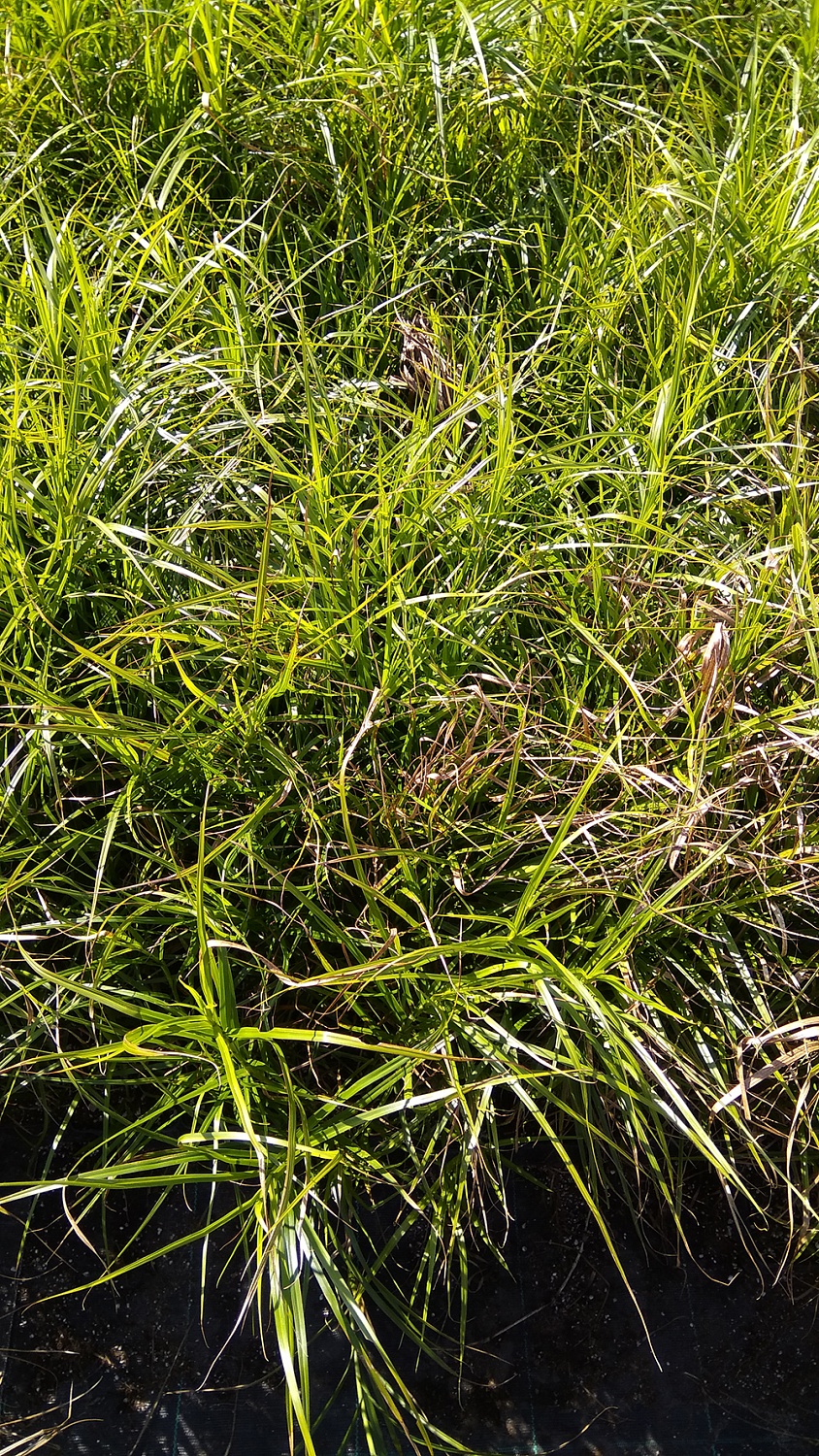 Осока маскингамская (пальмолистная) (Carex muskingumensis)